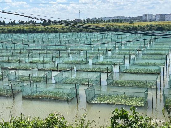 水质决定身价！网箱养鳝三大痛点，岛本酵素菌养模式一招破解